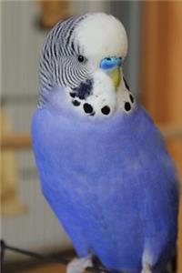 Adorable Blue Budgie Parakeet Bird Journal