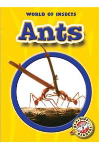 Ants