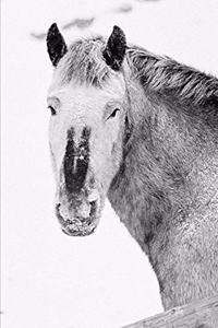 2020 Weekly Planner Horse Photo Equine Horse Winter Snowstorm 134 Pages