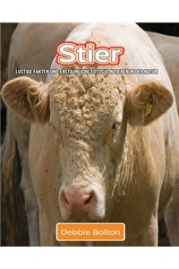 Stier