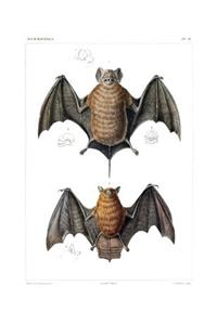 Velvety Free-Tailed Bat & Red Myotis Bat Composition Notebook