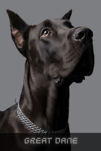 Great Dane