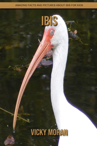 Ibis
