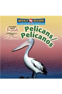 Pelicans / Pelícanos