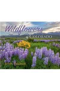 Wildflowers of Colorado