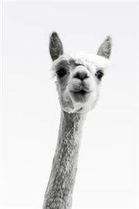 Llama Daily Journal