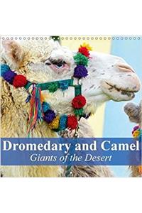 Dromedary and Camel - Giants of the Desert 2018