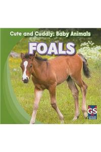 Foals