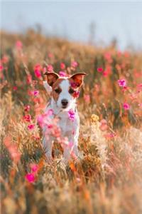 Russell Terrier