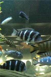 Frontosa and African Cichlid Fish in the Aquarium Journal