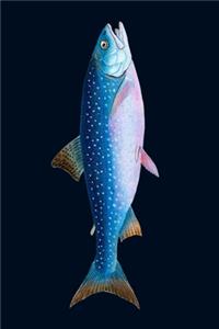 Trumpet Fish