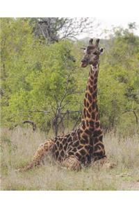 Giraffe Seated Blank Book Lined Journal (8x10)