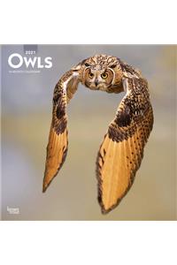 Owls 2021 Square