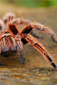 Spider Notebook