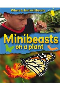 Minibeasts on a Plant