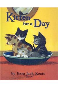 Kitten for a Day