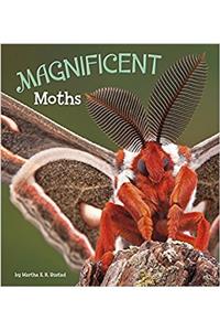 Magnificent Moths