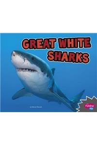 All About Sharks Great White Sharks