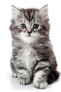 Cutest Kittens February Notebook & Journal. Productivity Work Planner & Idea Notepad: Brainstorm Thoughts, Self Discovery, to Do List