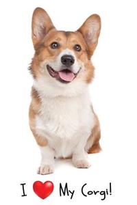 I Love My Corgi!