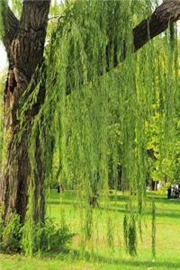 Green Weeping Willow Tree in the Park Journal
