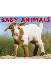 Baby Animals 2019 Box Calendar