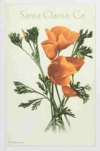 The Vintage Journal California Poppy, Santa Clarita
