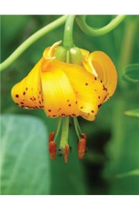 Low Vision Journal with Bold Lines 3/4