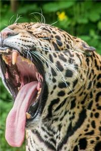 Huge Jaguar Yawning Journal