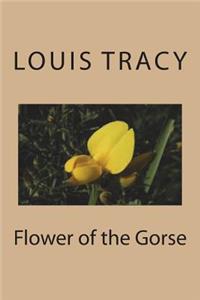 Flower of the Gorse
