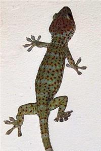 Tokay Gecko Journal