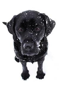Black Lab Puppy Journal