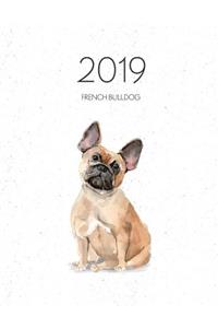 2019 French Bulldog