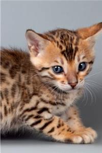 Bengal Kitten January Notebook, Diary, Journal. Productivity Work Planner & Idea Notepad