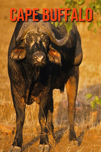 Cape Buffalo