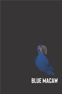 Blue Macaw