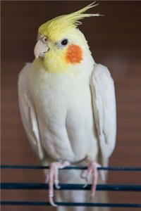 Yellow, White, and Orange Cockatiel Bird Journal