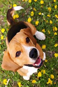 Beagle