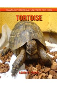 Tortoise