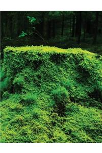 Moss Carpet Sketchbook