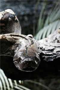 Python Snake Journal