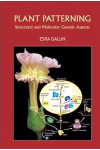 Plant Patterning: Structural and Molecular Genetic Aspects