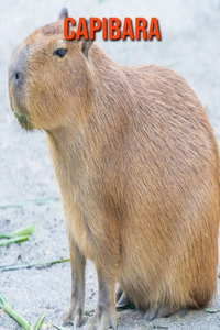 Capibara