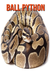 Ball Python: Learn About Ball Python and Enjoy Colorful Pictures