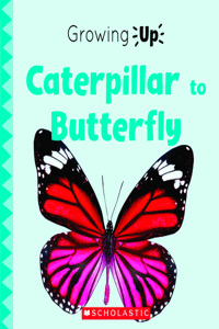 Caterpillar to Butterfly (Growing Up) (Paperback)