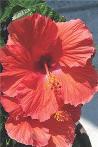 Carolina Gardens Journal