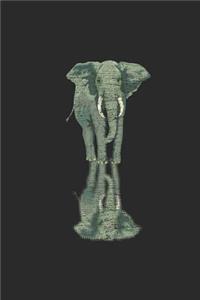 Elephant Reflection