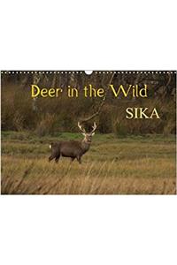 Deer in the Wild Sika 2018