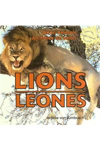 Lions / Leones