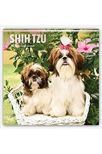 Shih Tzu 2018 Calendar